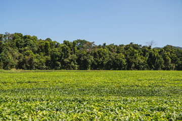 Daintree Tea Company, Cubbagudta Plantation in the Daintree Rainforest region of North Queensland