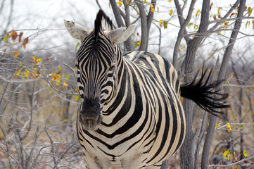 z&egrave;bre dans le parc national d'Etosha en Namibie 