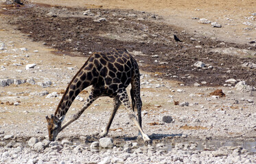 Girafe entrain de boire dans le parc national d'Etosha en Namibie 