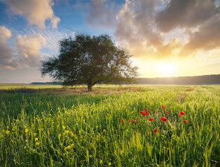 Tree and spring flowers in mountain meadow at the sunset.