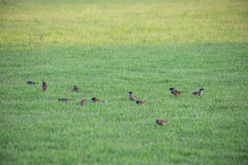 A flock of sparrows on the lawn