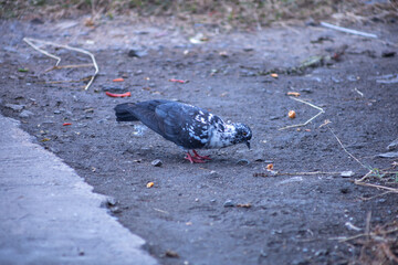 The dove feed the food
