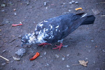 The dove feed the food