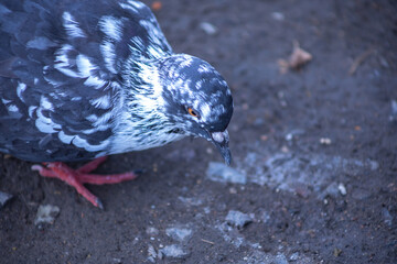 The dove feed the food