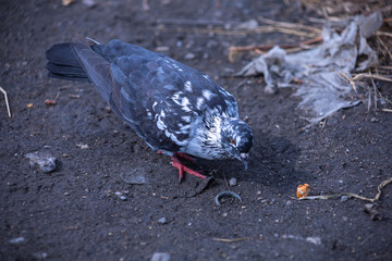The dove feed the food