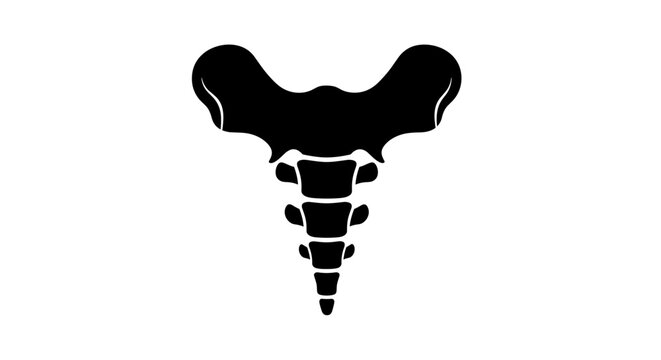 Human Sacrum Bone Anatomy Illustration in Black and White.