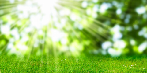 blurred spring background with green grass meadow in foregrond for copy space for product presentations, empty beautiful nature scene outdoors, sunshine idyll in springtime