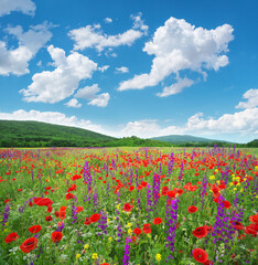 Spring flowers meadow at day.