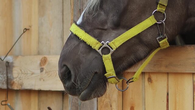 the horse's head.the horse is in the stall.the yellow bridle. slow motion video.High quality 4k footage