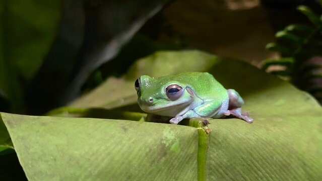 Green Tree Frog Sitting on Leaf with Natural Green Background