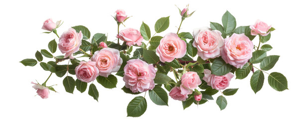 A beautiful horizontal spray of delicate pink roses, bloom, flower ,shrub, bush,bouquet.