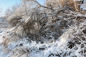 Snow on tree branches in a forest in early winter