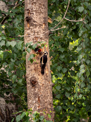 A female Great Spotted Woodpecker sits near a hollow and feeds a chick leaning out of the nest. Natural summer background with woodpecker family.