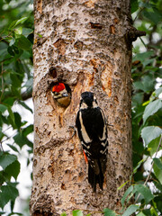 A female Great Spotted Woodpecker sits near a hollow, a chick looks out of the nest and looks at its mother. Close-up.