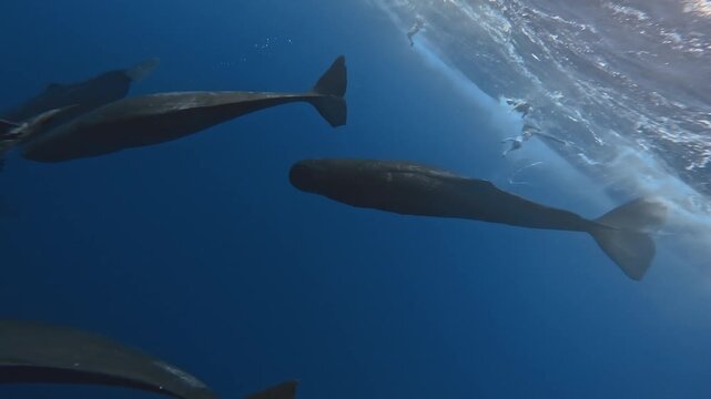 Group of Sperm Whales Swimming Calmly in Deep Blue Ocean