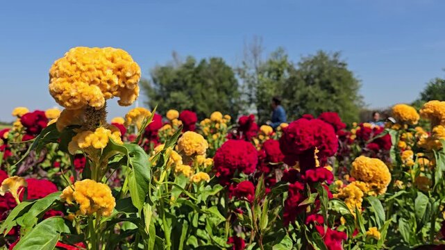 A vivid close-up of red and yellow celosia flowers gently swaying in the breeze on a sunny day. The static camera keeps the blossoms sharp while people stroll softly blurred in the background, creatin