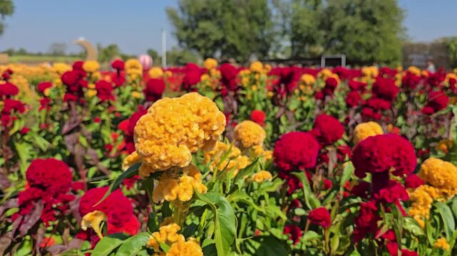 A bright close-up of a yellow celosia bloom swaying gently in the breeze, surrounded by vivid red and gold flowers. The static camera keeps the foreground sharp while visitors move softly blurred in t