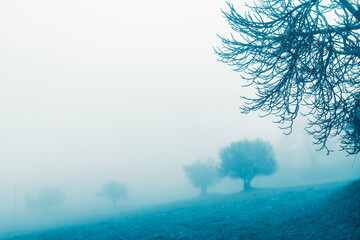 Trees in the fog in winter day, countryside landscape