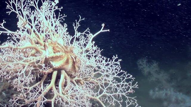 Observe magnificent Gorgonocephalus eucnemis, also known as Gorgon's head, clinging to seabed. Its branching arms create intricate, lace-like pattern against dark, cold, and mysterious depths.