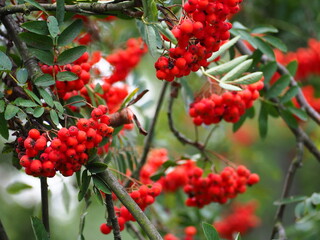 Obraz premium red rowan berries on a branch