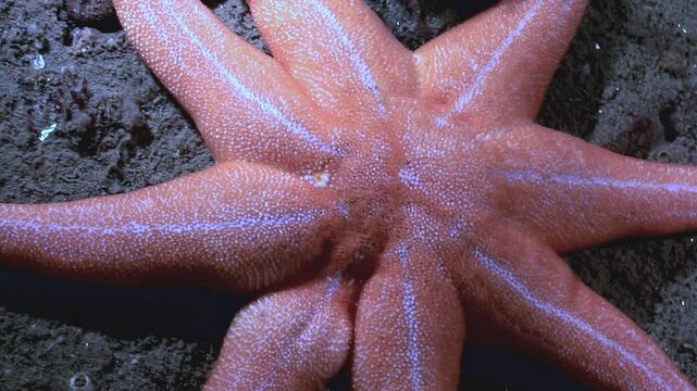 Experience the fascinating underwater world of the White Sea. See a close-up of a beautiful starfish resting on the seabed, a glimpse into the serene marine life.