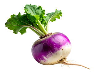  Fresh Whole Turnip with Green Tops Attached, Three-Quarter Angle, Isolated on Transparent Background