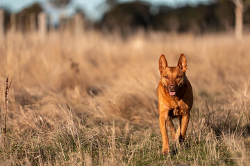 Australian Farm Dogs: Working Through Drought, Navigating Summer Heat, and Supporting Cattle Farming