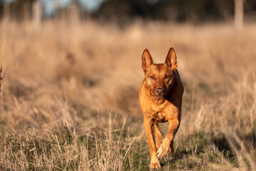Australian Farm Dogs: Working Through Drought, Navigating Summer Heat, and Supporting Cattle Farming