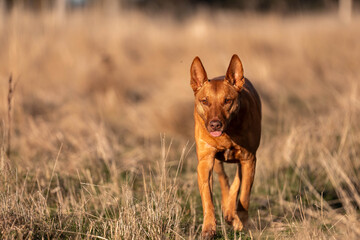 Australian Farm Dogs: Working Through Drought, Navigating Summer Heat, and Supporting Cattle Farming