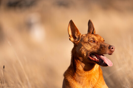 farm dog kelpie working on a farm in australia