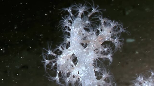 Observe soft coral in its Underwater home. See the delicate polyps sway rhythmically. It is a Midnight ballet of nature's artistry in the depths of the Ocean.