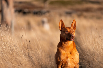 farm dog kelpie working on a farm in australia