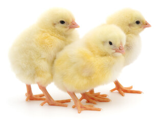 Fototapeta premium Three yellow fluffy chickens isolated on white background