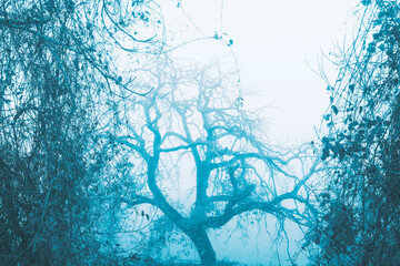 Trees in the fog in winter day