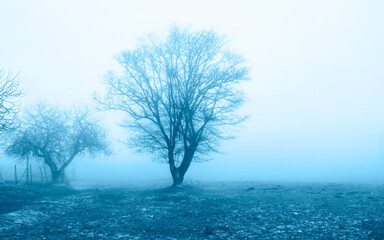 Trees in the fog in winter day, countryside landscape
