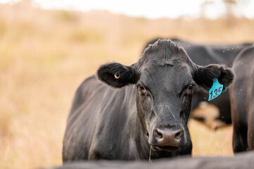 beautiful cows on a farm, beef cattle production in a hot summer, Stud Angus cows in a field free range beef cattle on a farm