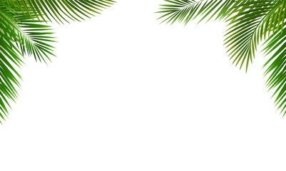 Green Palm Leaf Frame Isolated White Background