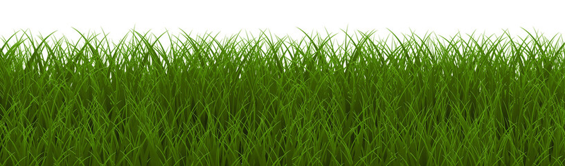 green grass isolated on white