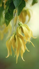 Elegant Ylang-Ylang flowers with lush green leaves, perfect for fragrance, wellness, and botanical commercial projects