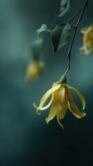 Elegant Ylang-Ylang flower with vibrant yellow petals and lush green leaves, perfect for commercial fragrance, wellness, and botanical design projects