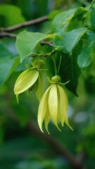 Vibrant Ylang-Ylang flowers with lush green leaves, perfect for commercial use in fragrance, beauty, and wellness branding