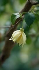 Elegant Ylang-Ylang flower with lush green leaves, perfect for commercial fragrance, wellness, and botanical design projects