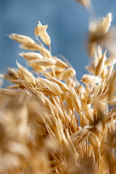 Golden oat ears on a blue background
