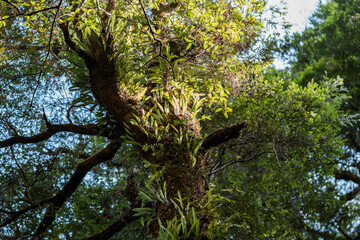 Fototapeta premium beautiful gum Trees and shrubs in the Australian bush forest. Gumtrees and native plants growing in Australia in spring