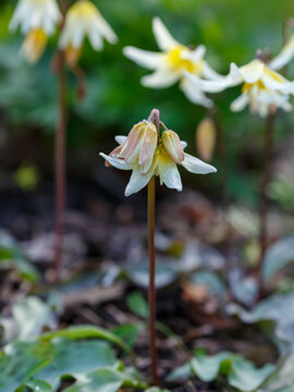 Erythronium helenae Applegate blossom in spring garden