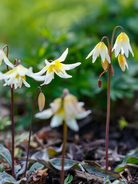 Erythronium helenae Applegate blossom in spring garden