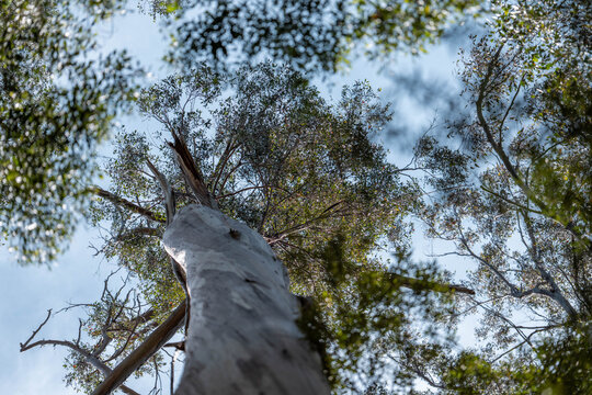 beautiful gum Trees and shrubs in the Australian bush forest. Gumtrees and native plants growing in Australia in spring