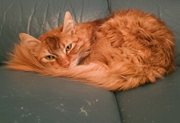 Close-up of a fluffy orange long-haired domestic cat relaxing on a blue-gray couch, looking directly at the camera with its tail curled around its face