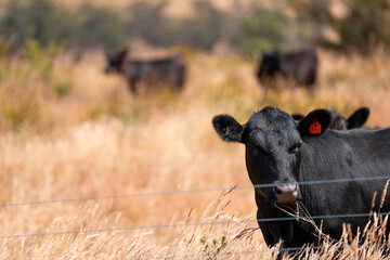 angus calm cow drinking water out of a dam. livestock water trough in a field on a cattle farm in Australia