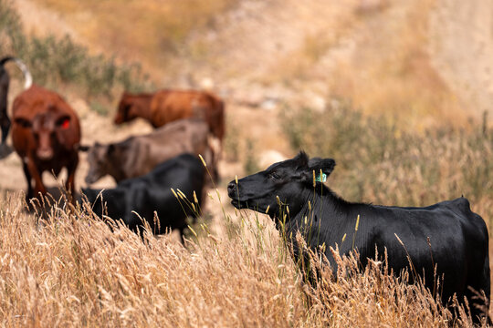 angus calm cow drinking water out of a dam. livestock water trough in a field on a cattle farm in Australia